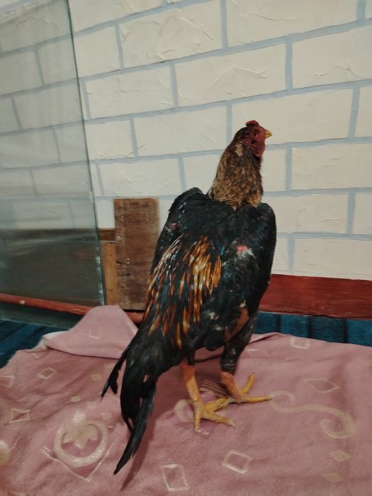 Dakan xo'roz sotiladi