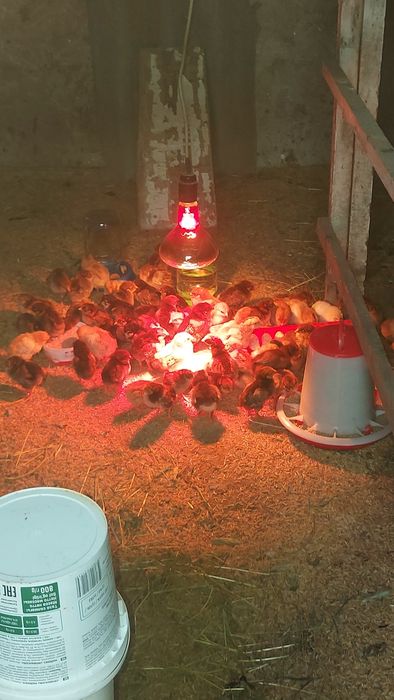 Балапандар.Цыплята.