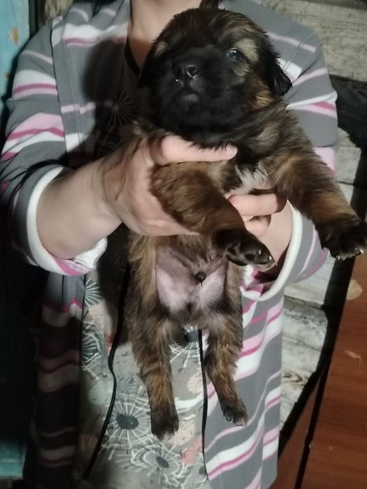 Продам щенков овчарки