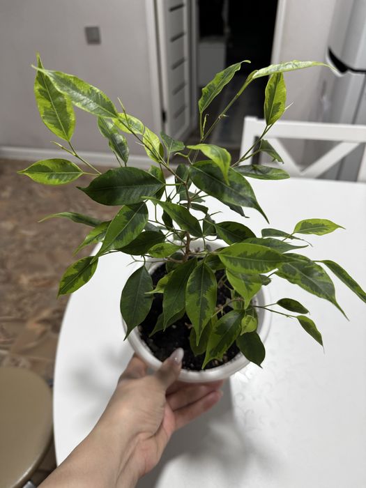 Бенджамин фикус продам