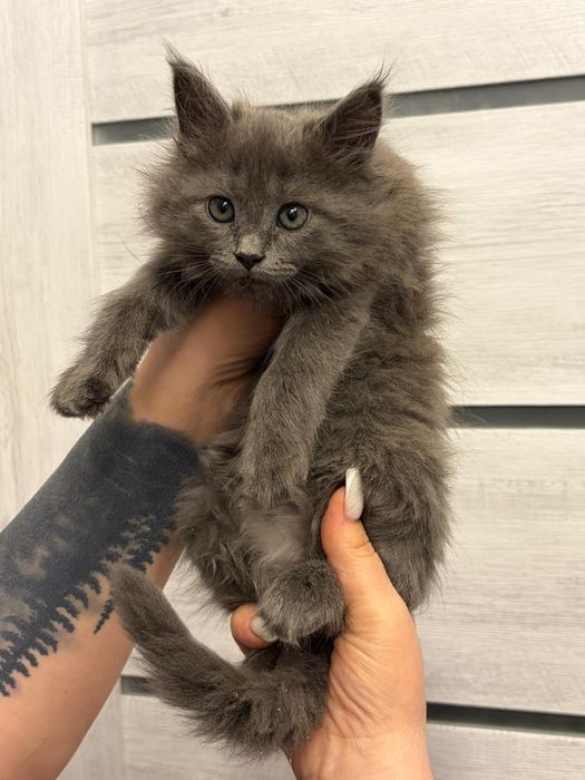 Парни породы Мейн Кун