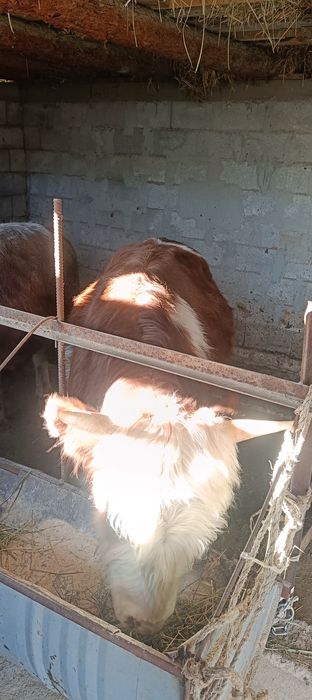 Продам 3 бычка упитанные