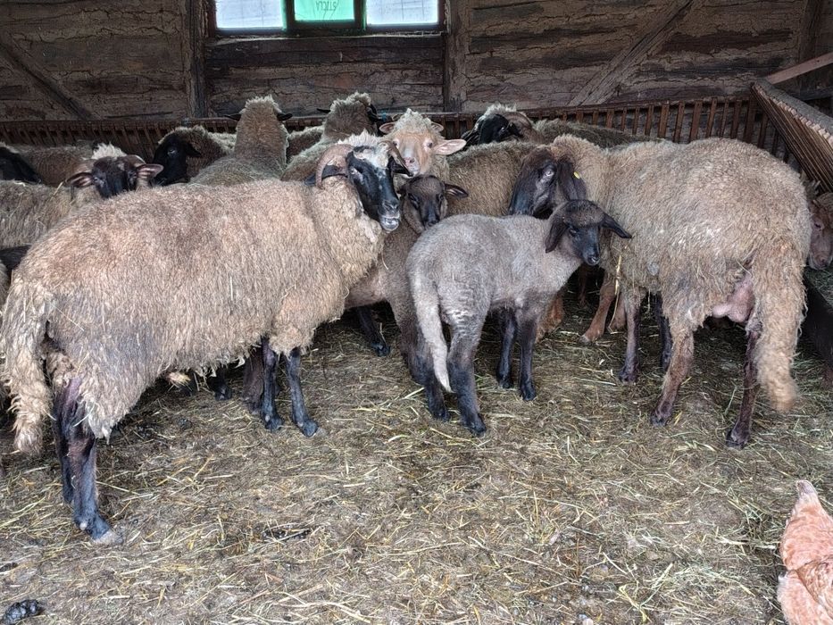 Vând 20 de oi cu miei