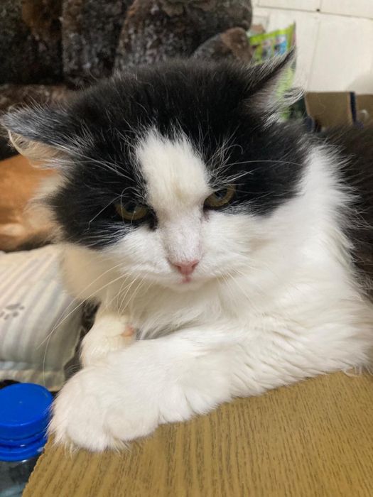 Кот молодой кастрирован ищет дом! Костанай!