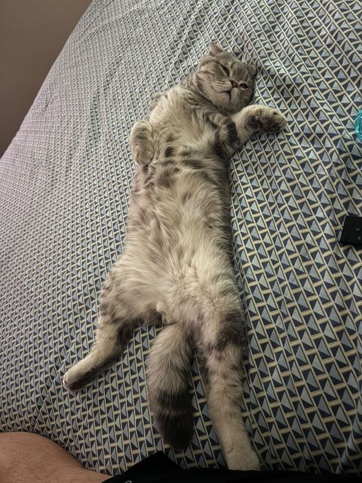 Отдам котика в хорошике руки
