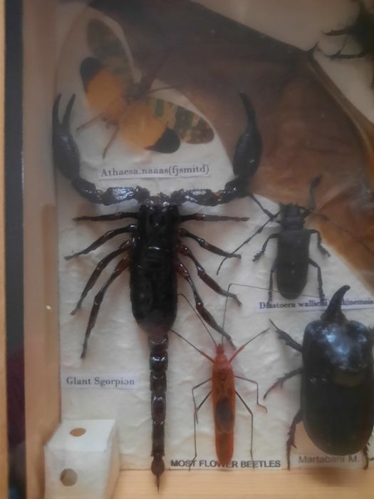 Коллекция высушенные насекомые.