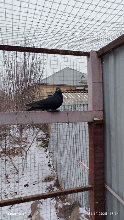 голуби, самки, летные