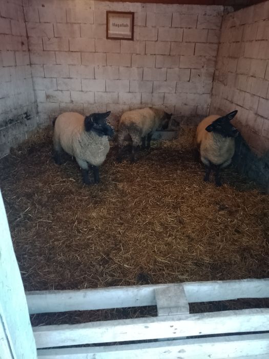 Чистокръвни овце Suffolk