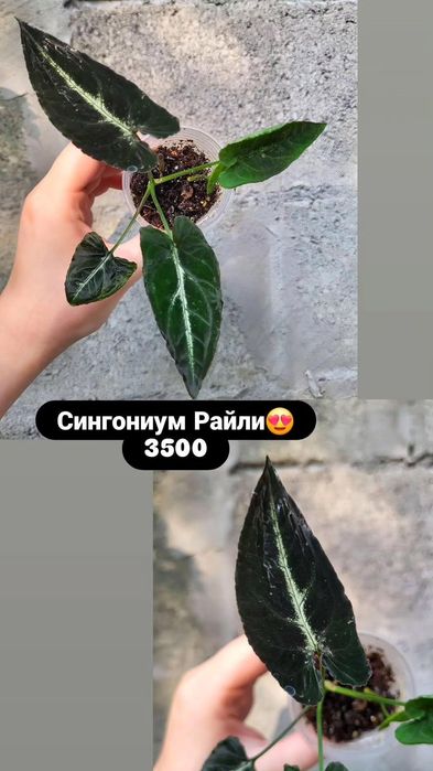 Сингониумы. Комнатные растения