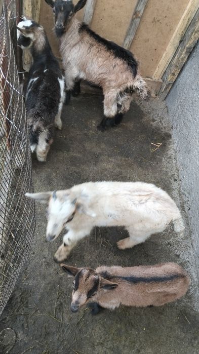 Козы, козлята и козлы