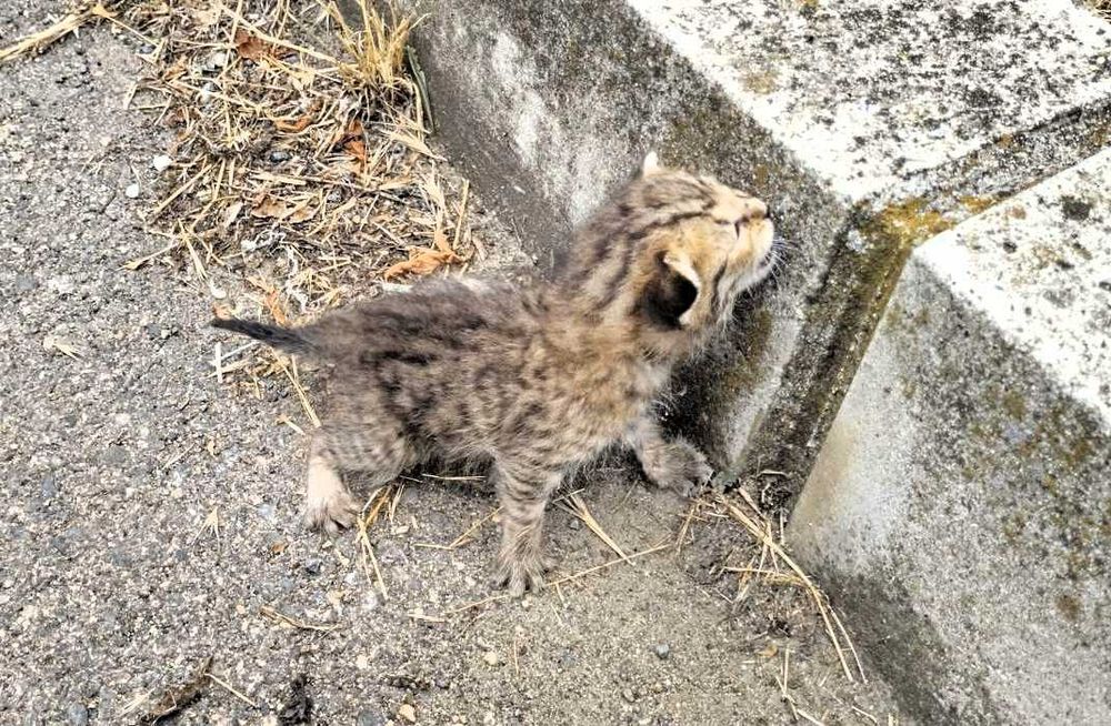 Котета бебета без майка