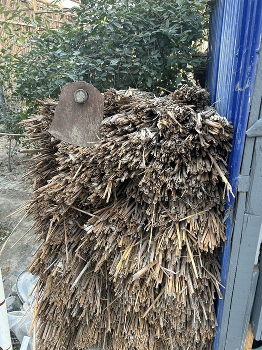 Бау  камыс.