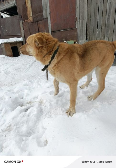 Отдам собаку в добрые руки