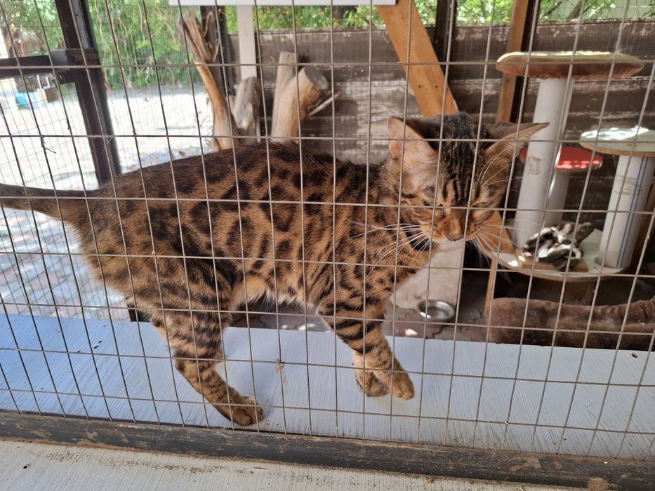 Бенгальские кошки