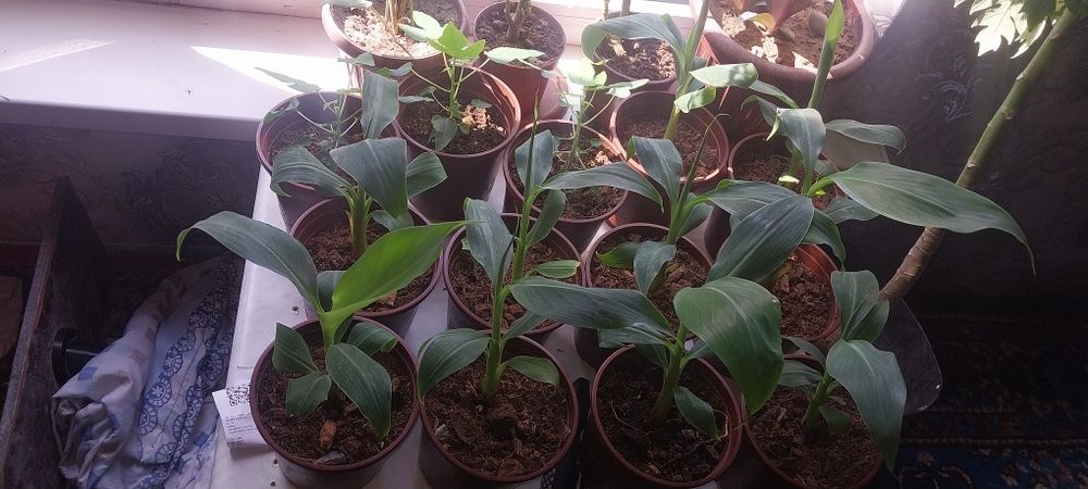 Banan papaya ko'chatlar sotiladi