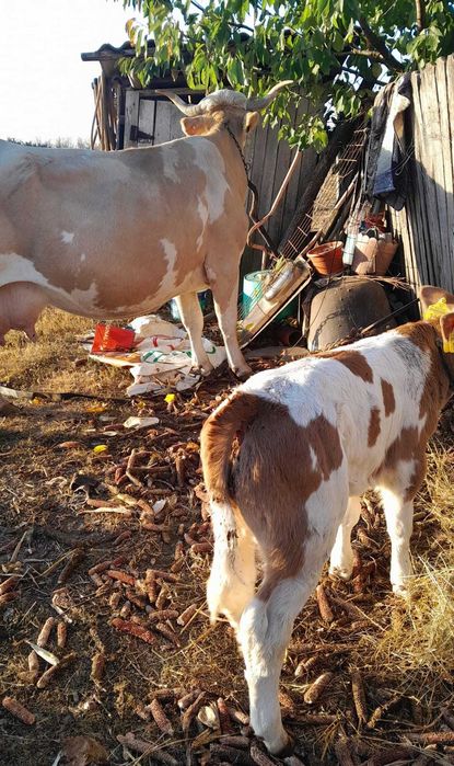 Vaci de rasa Simmental cu vitel fiecare