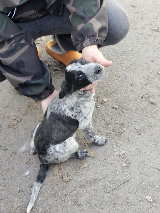 Отдам в хорошие руки щенка