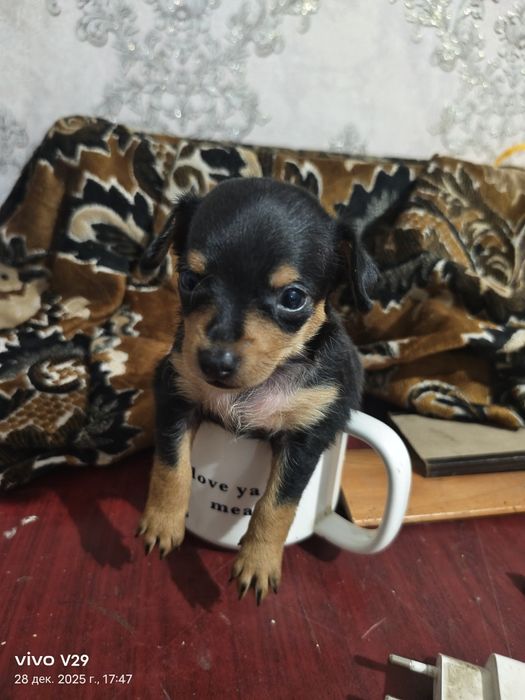 Продам той терьер девочка