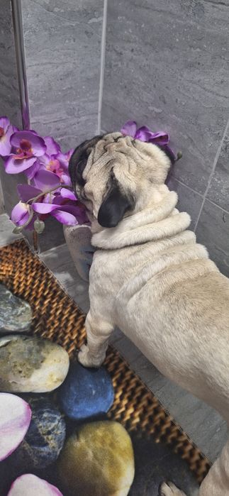 Мопс для вязки, наш мопс Тедди ищет спутницу