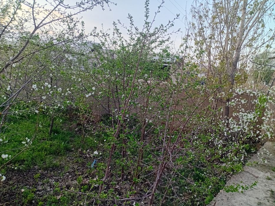 Yer uchastkasi sotiladi