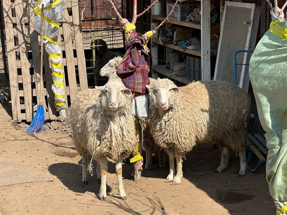 Продам баранов в Алматы