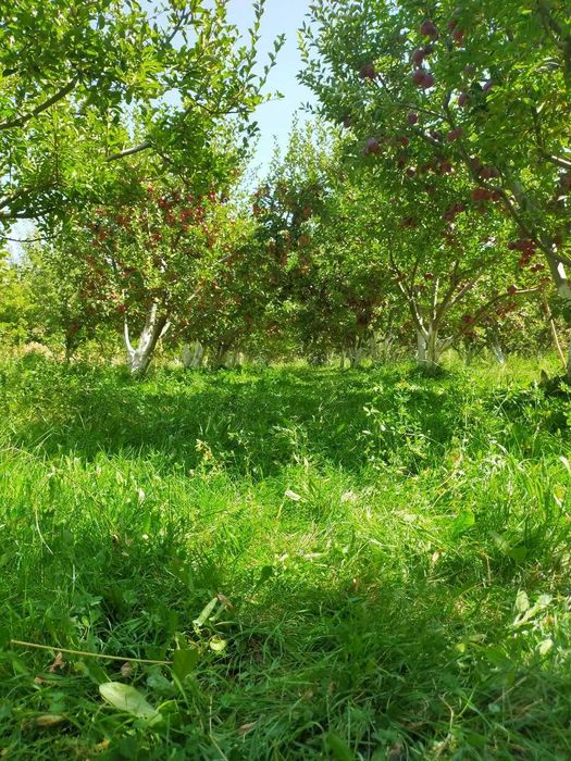 Jizzax Baxmal dam olish maskani sotiladi