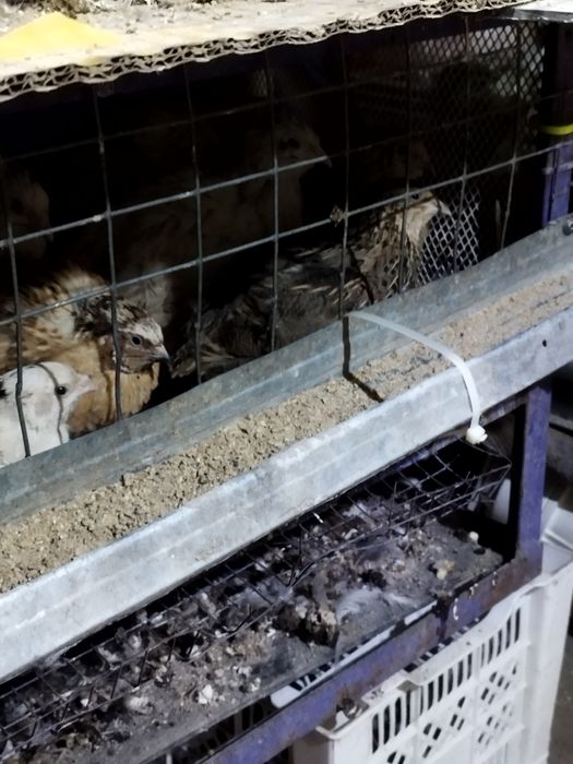 Перепёлки несушки