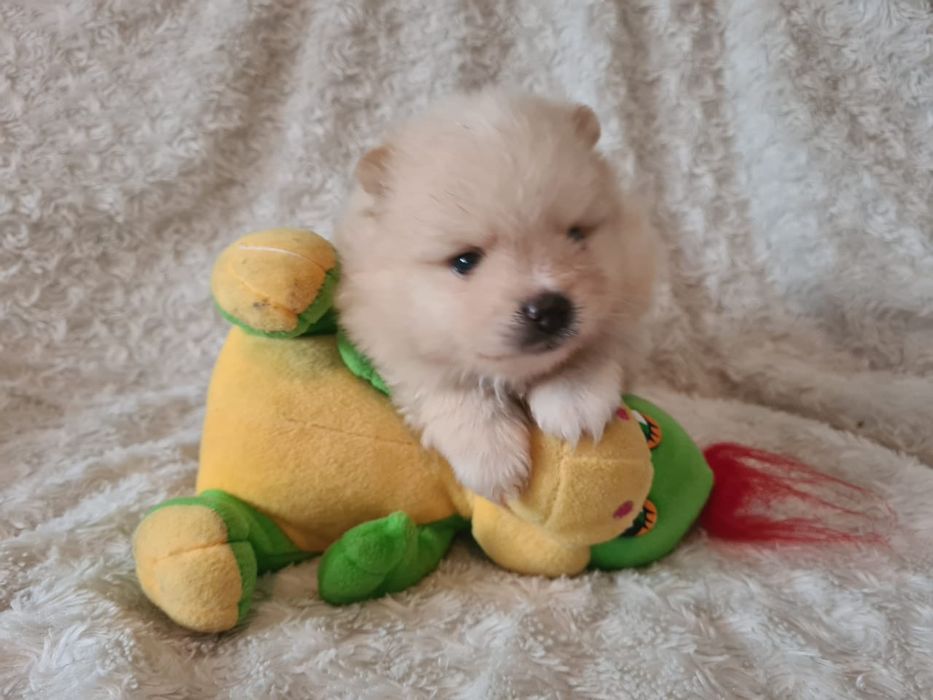 Продам щенков шпица