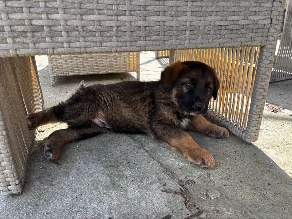 Чистокръвни немски овчарки