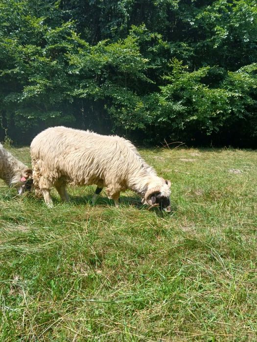 Am un berbecuț de vânzare mai multe detalii la  telefon 0777021216