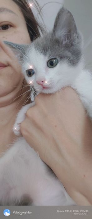 Котенок мальчик возраст
