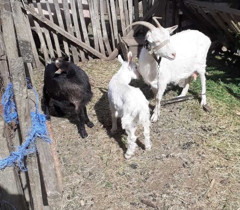 Vând capră și iezi