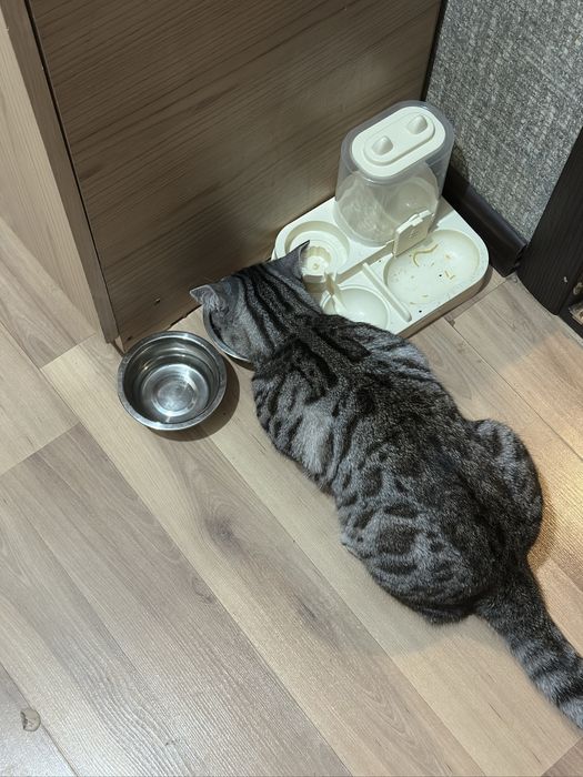 Отдам кота хорошие руки