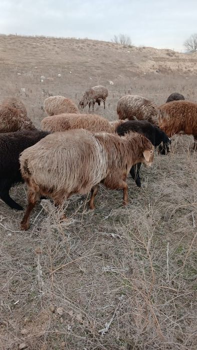 Асыл тұқымды қошқар