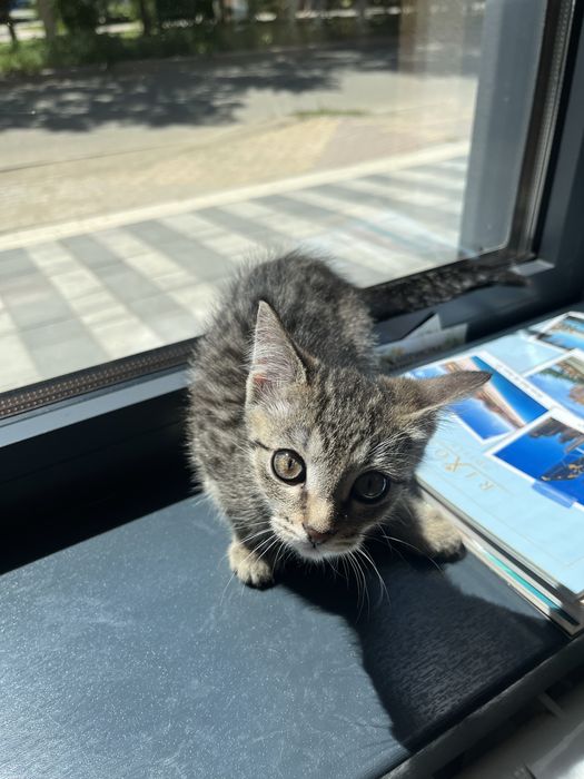 Котенок в добрые руки