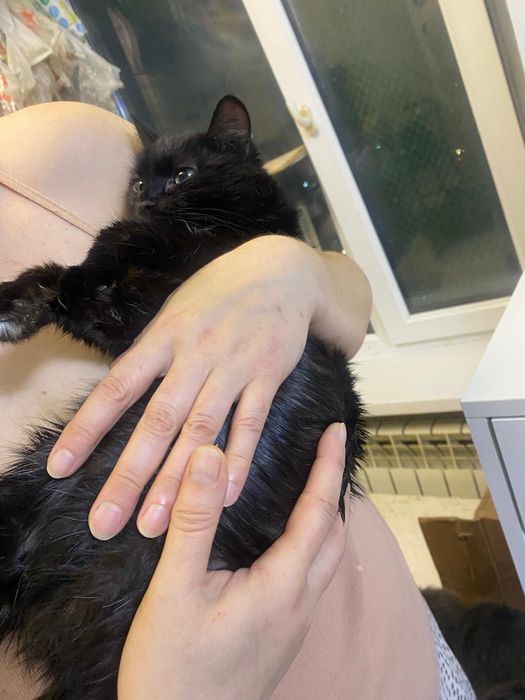 Ищем семью для кошки