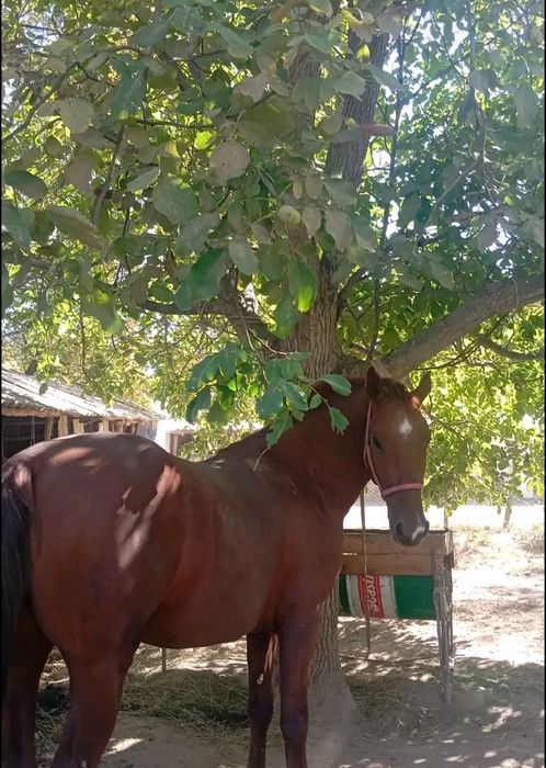 2 жасар құнан сатылымда