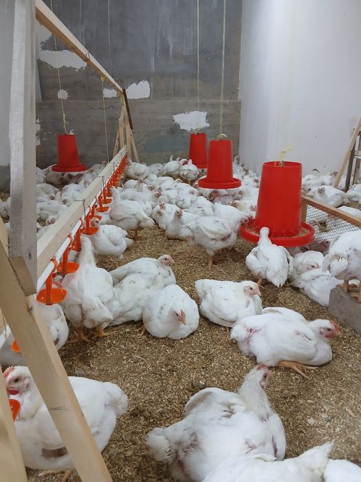 Бролеры живой вес