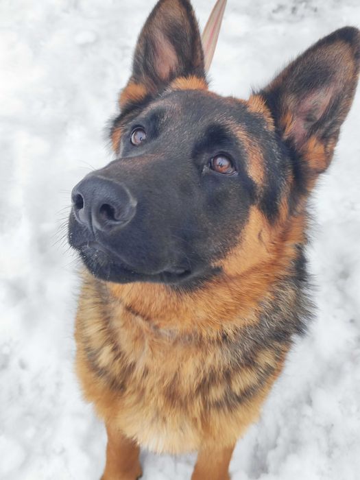 Щенки овчарки продается