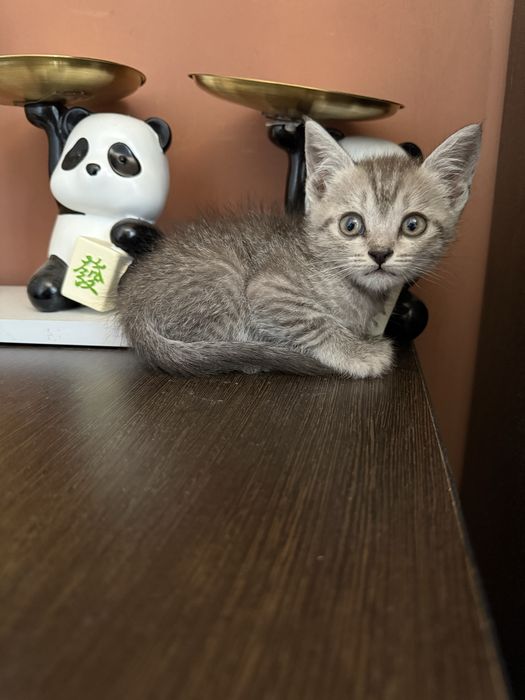 Прямоухий британский котенок девочка
