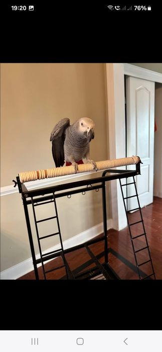 Vand pui papagal jako