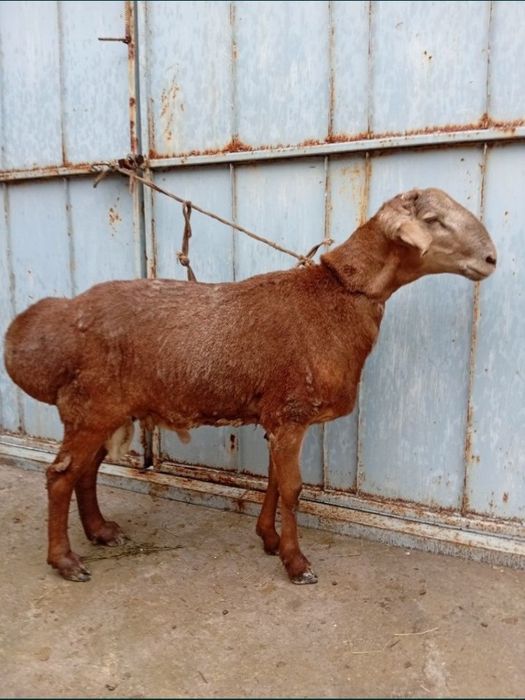 Qo'ylar sotiladi