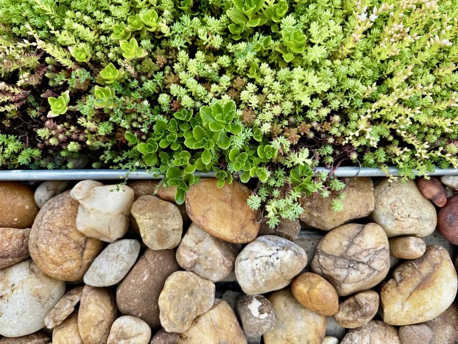 Пакет за озеленяване на гробно място със седуми GREЙNA