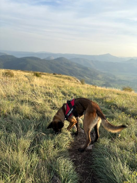 Malinois ciobanesc belgian