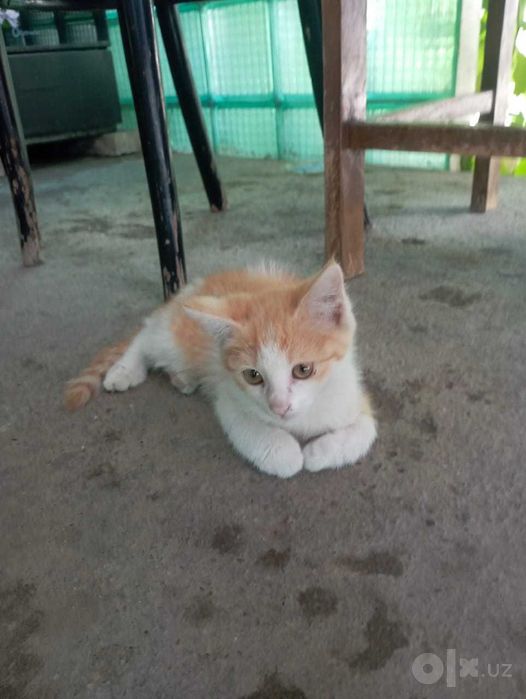 Отдадим в добрые руки котенка