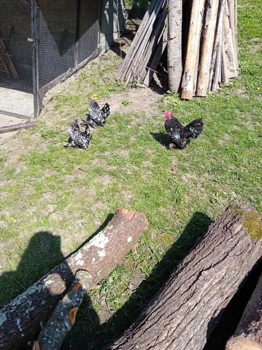 Mii de flori negru bobat
