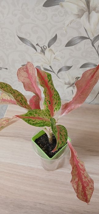 Продам комнатные цветы