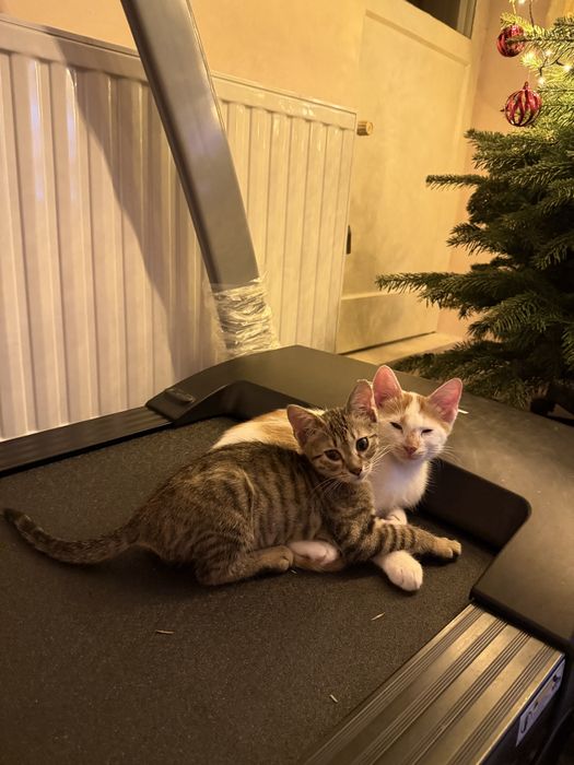 Adoptie pereche motan si pisica