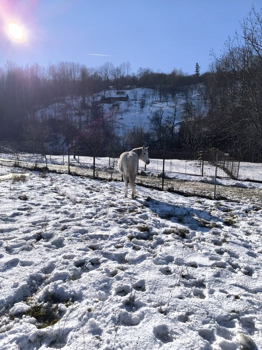Iapă de vânzare ,vârstă 9 ani