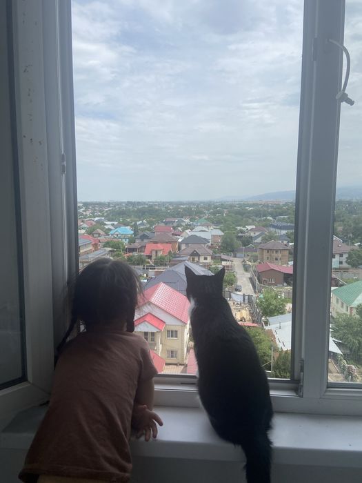 мысық кімге керек
